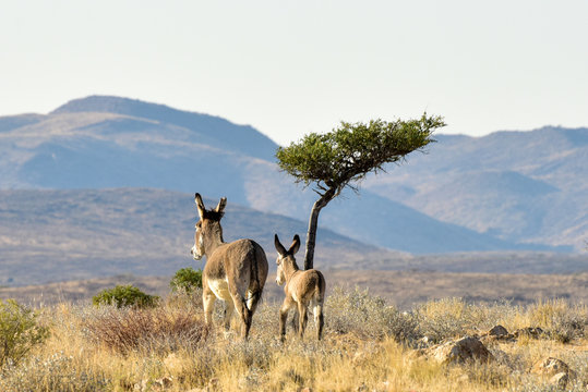 Donkeys in Namibia
