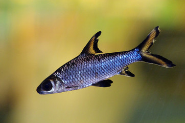 Bala shark aquarum fish