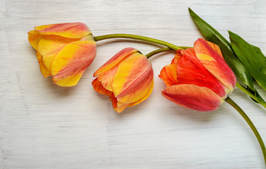 Three yellow tulips on a light background