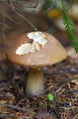 Brown cap boletus in autumn wood