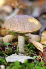 Brown cap boletus in autumn wood