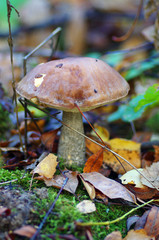 Brown cap boletus in autumn wood