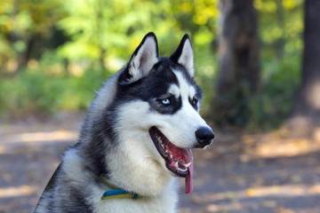 Siberian Husky closeup portrait in autumn park