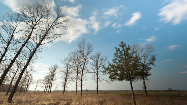  Blue sky and trees. Landscape. 4K ( 4096x2304)    time lapse clip without birds 