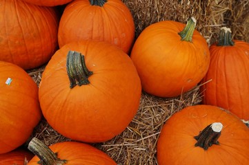 Round orange pumpkins in the fall