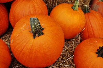 Round orange pumpkins in the fall