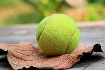tennis ball with dry leaves