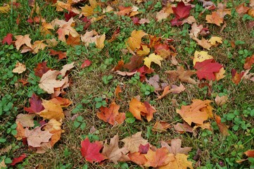 Colorful foliage fallen on the ground in autumn