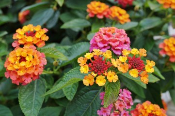 Yellow, orange and pink lantana flowers