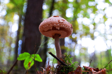 Parasol Pilz im Herbstwald