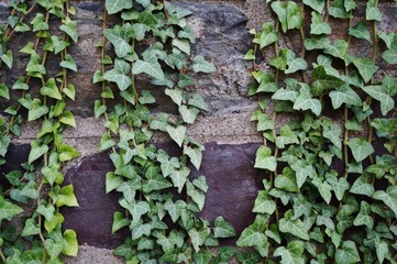 Ivy covered stone wall