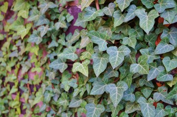 Ivy covered stone wall
