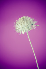 Beautiful white grass flower
