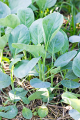 Close up of Chinese kale vegetable in the garden.
