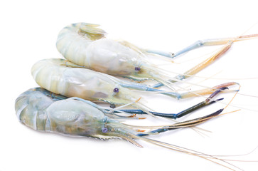Fresh river shrimp isolated on white.