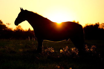Pferd im Sonnenuntergang