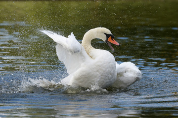 Obraz premium Mute Swan, cygnus olor