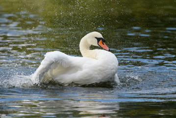 Mute Swan, cygnus olor