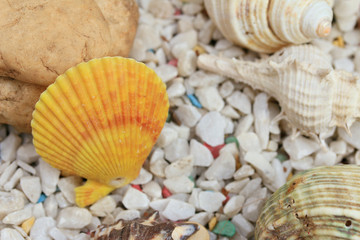 sea shells
