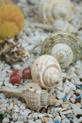 sea shells