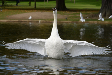 Mute Swan, cygnus olor