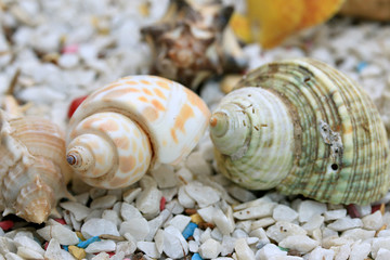 sea shells