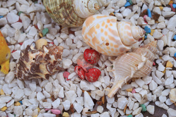sea shells