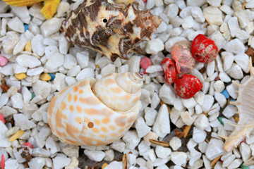 sea shells