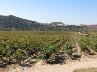 Fototapeta na wymiar Lines of vines