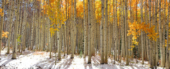 Colorful Aspen trees in snow at Kebler pass Colorado