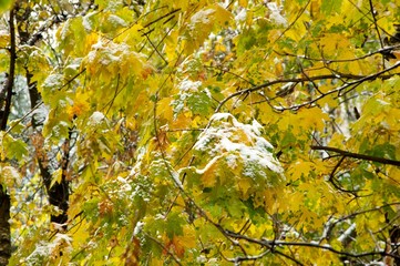 Snow on autumn leaves