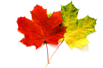 Two maple leaves