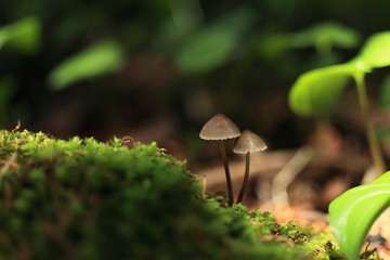 Small twin mushroom in the deep forest