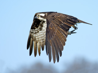 Osprey in Flight with Fish