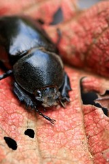 Dung Beetle