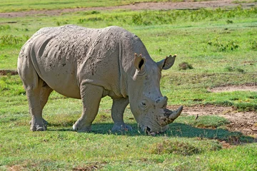 Foto op Plexiglas White rhino © Yakov