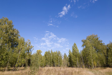 birch grove autumn times