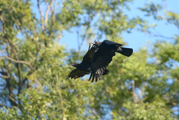 Carrion Crow, Corvus corone
