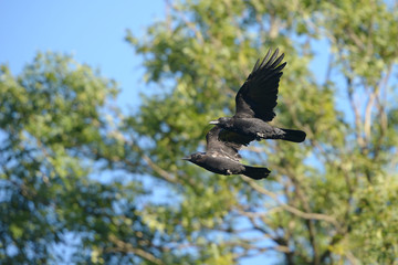Carrion Crow, Corvus corone