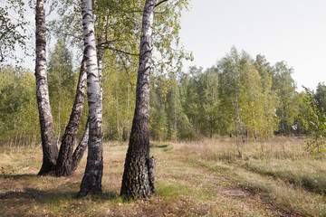 birch grove autumn times