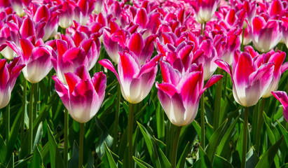 Colorful Tulip garden