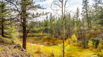 Small swampy lake along the hiking trail of the Valley of Five Lakes in Jasper National Park in the Canadian Rockies