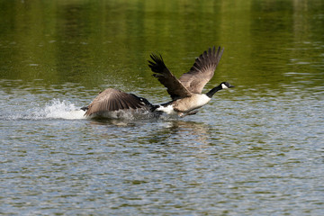 Canada Goose, Branta canadensis