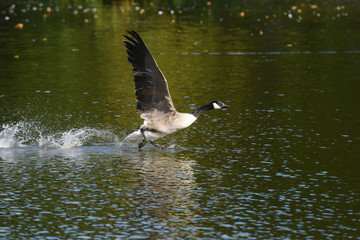 Canada Goose, Branta canadensis