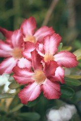 Obraz premium Impala lily adenium - pink flowers