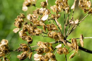 Giant Hogweed.