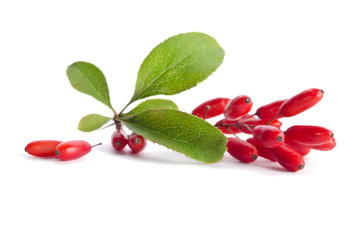 ripe barberries  isolated on white background