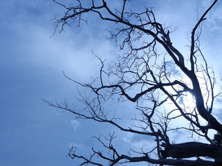 Naklejka premium Silhouette Tree