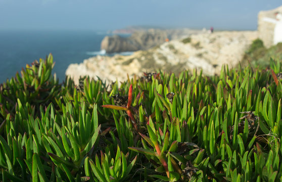 Erba grassa - Algarve - Portogallo