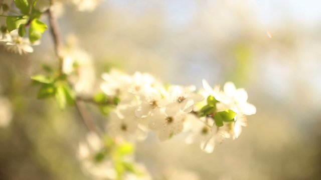Beautiful apple tree branch